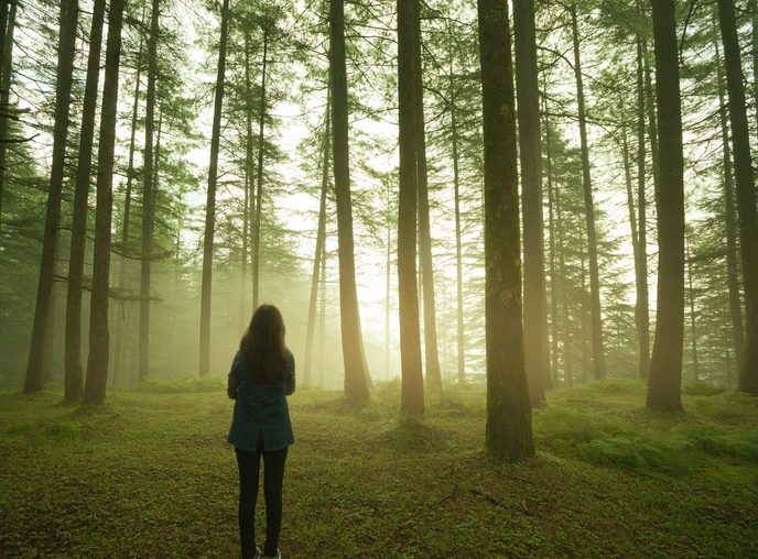 Rear view of adult with long hair standing in foggy forest among tall rees