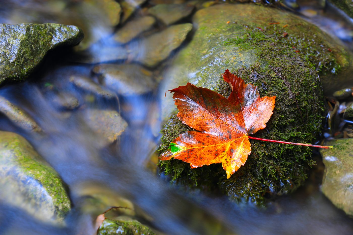 TherapyNYC | “Leaves on a Steam” – Cognitive Defusion Exercise