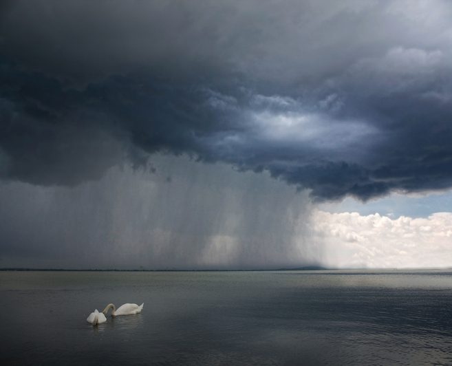 Swans swim calmly on lake as storm approaches