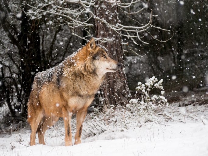 Side view of wolf on snowy hill, ears perked, head high, looking off to right side of photo