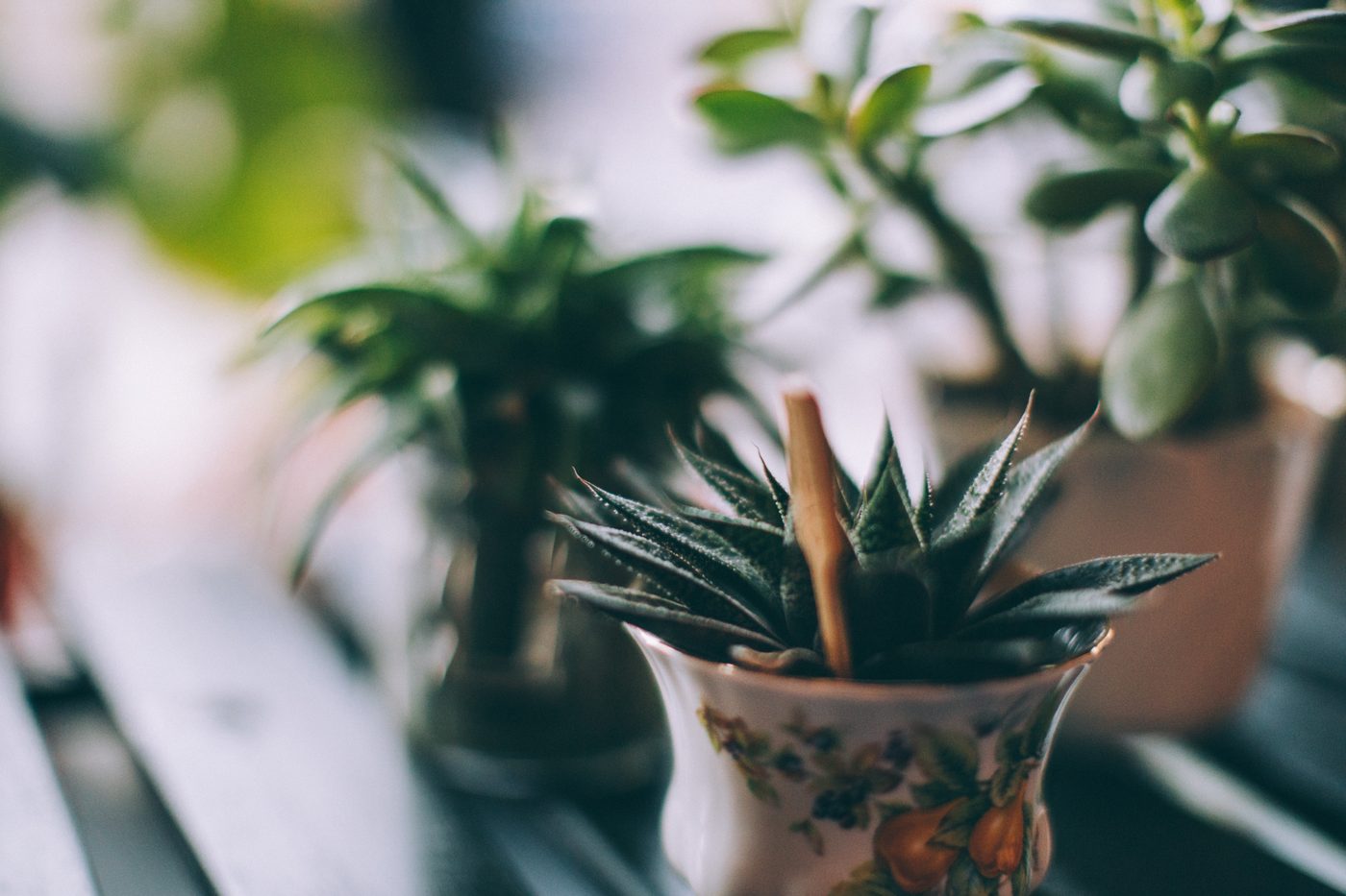 A variety of potted succulents in natural light.