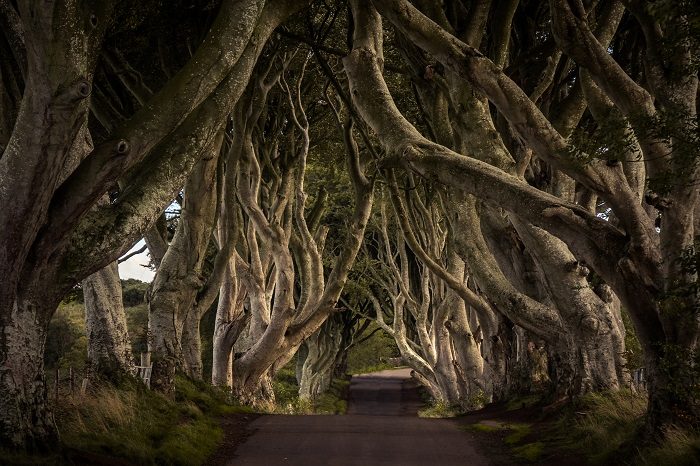 Gnarled, twisted tree trunks line each side of a small road.