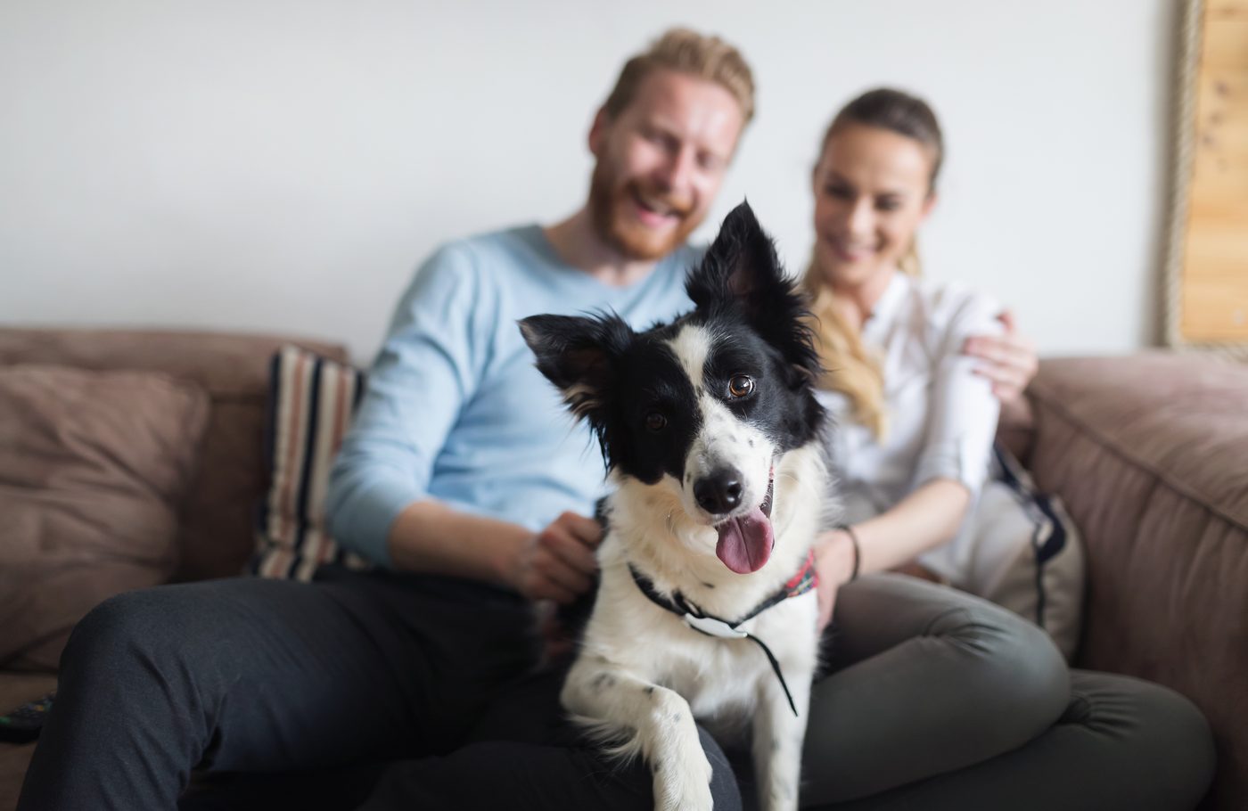 When Your Partner Hates Your Dog — Addressing Disputes Over Pets