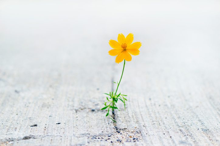 Yellow flower grows in crack on sidewalk