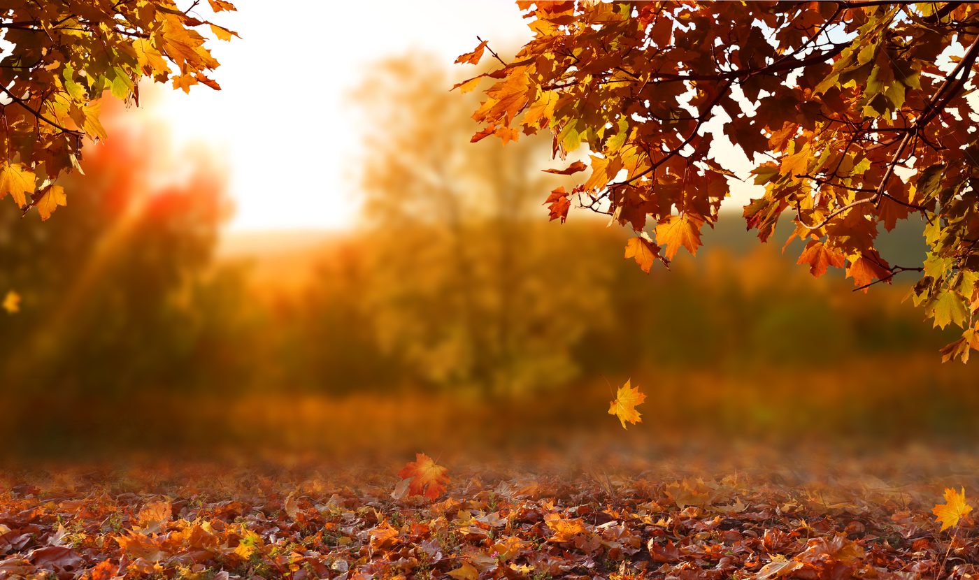 TherapyNYC | The Seasons of Trauma: Recognizing When Symptoms Might Flare Up
