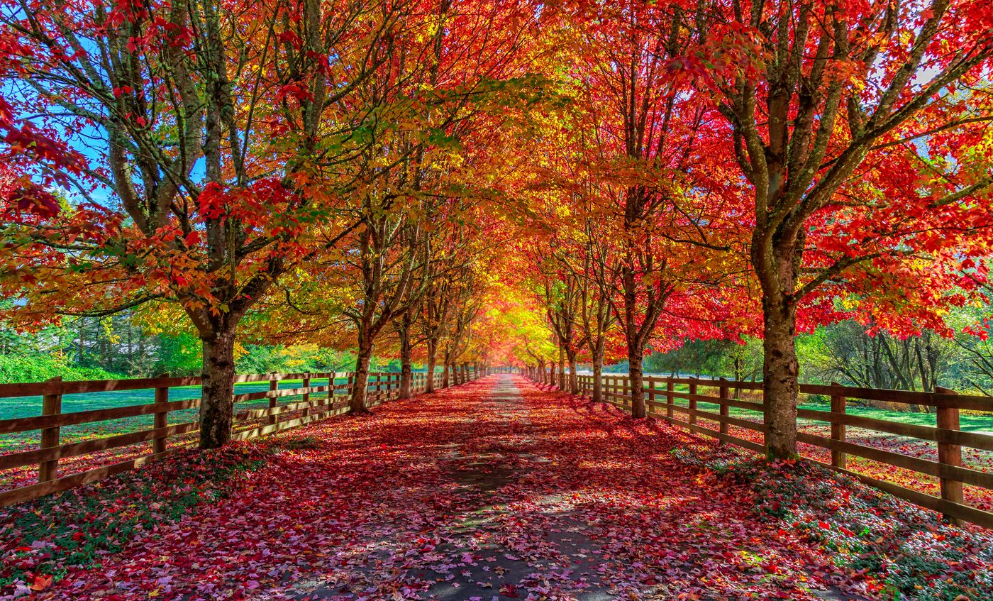 TherapyNYC | Does Your Mood Change with the Seasons?