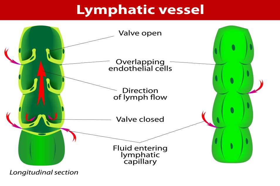 Lymphatic Drainage Massage Nyc Therapy Nyc