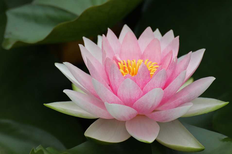 Lotus Massage Therapy Therapists