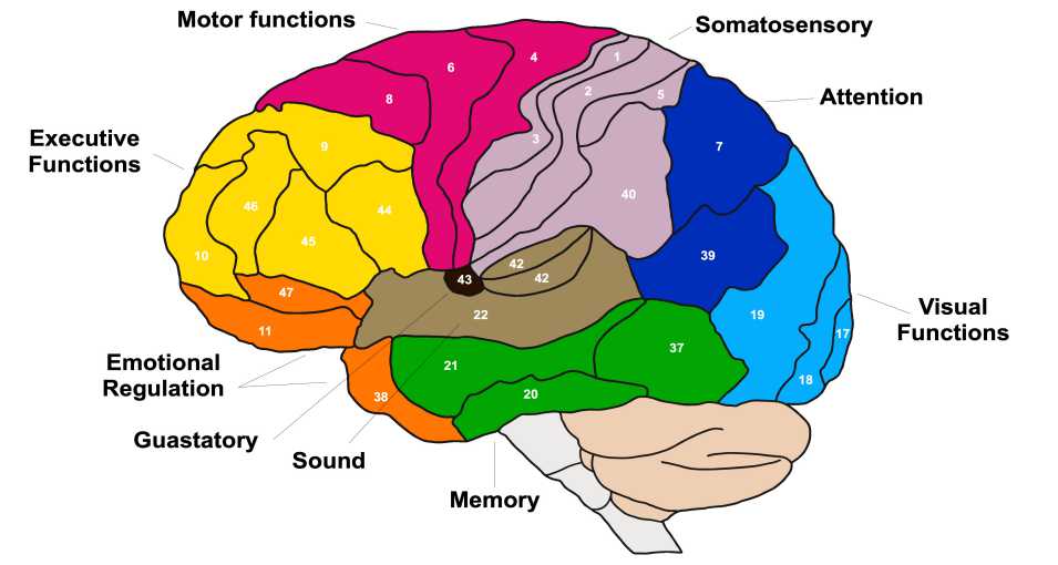 Biofeedback vs Neurofeedback